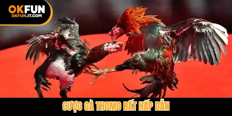 Cược gà Thomo rất hấp dẫn
