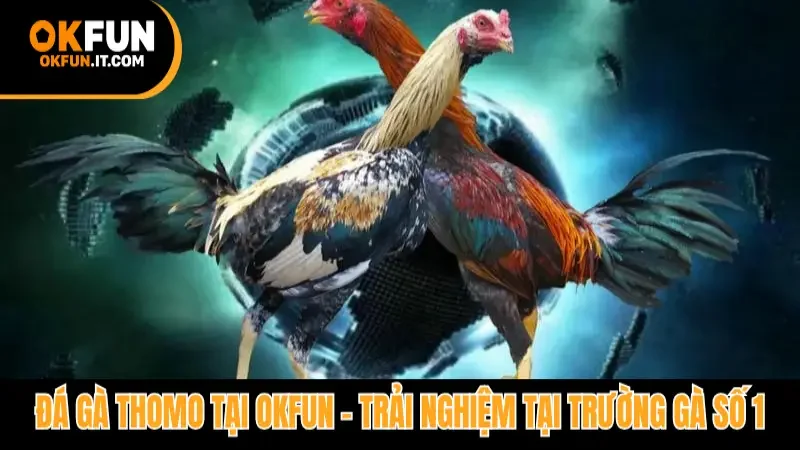 đá gà Thomo